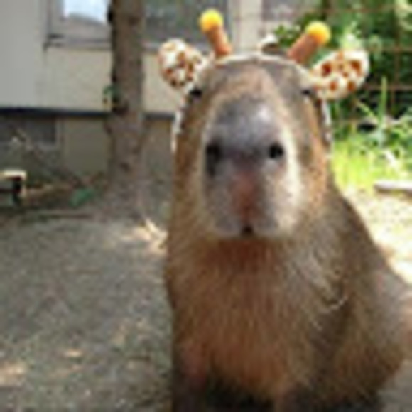 Meet your Posher, Lucy - Picture 1 of 1